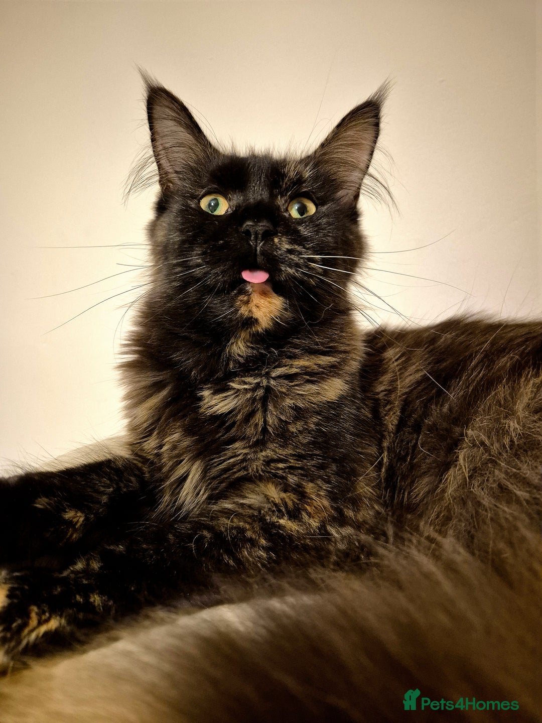 Maine Coon cats for sale: Pedigree Maine Coon girl looking for new home - Image 5