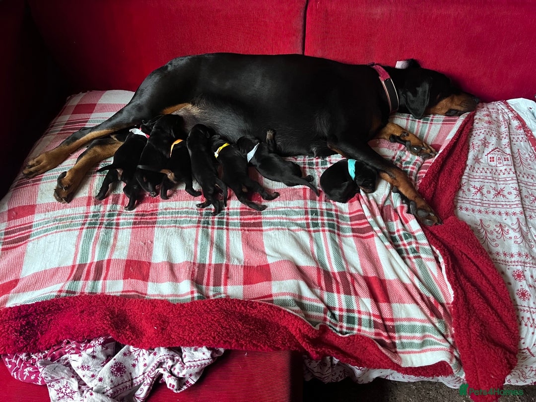 Dobermann dogs for sale: 🏆Supreme Dobermanns - Where Excellence Begins 🏆 - Image 11