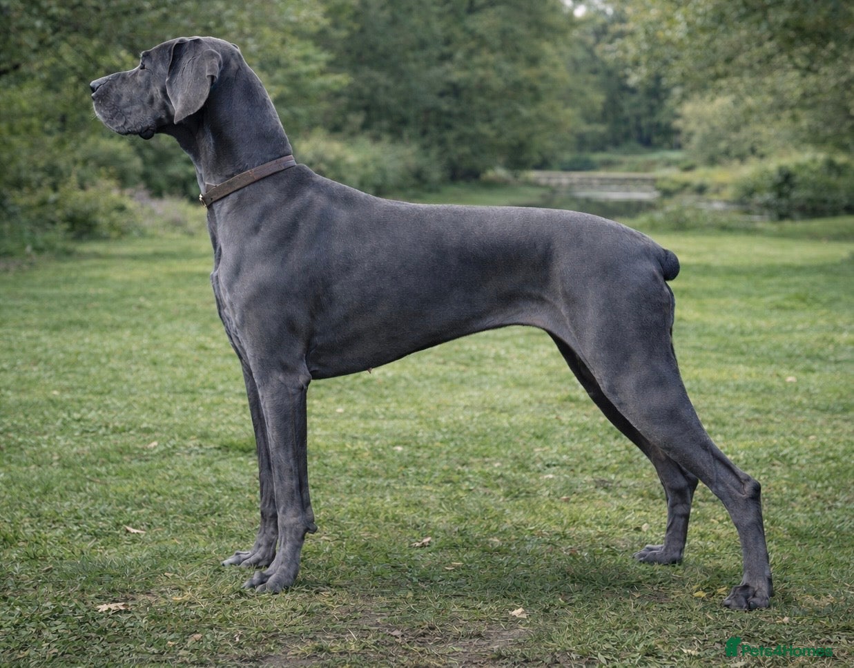 Great Dane dogs Beautiful Blue Great Dane – Willow (2 Years Old) - Advert 3