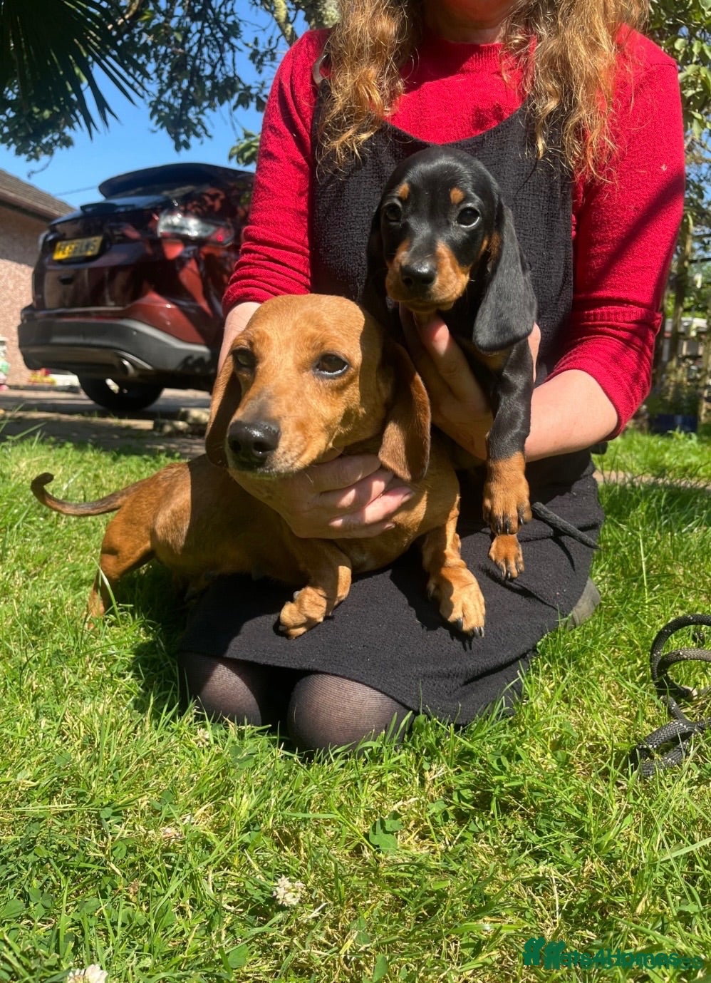 Miniature Dachshund dogs Female miniature dachshund  - Advert 2