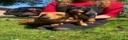Miniature Dachshund dogs for sale: Female miniature dachshund  in Plymouth - Advert 1