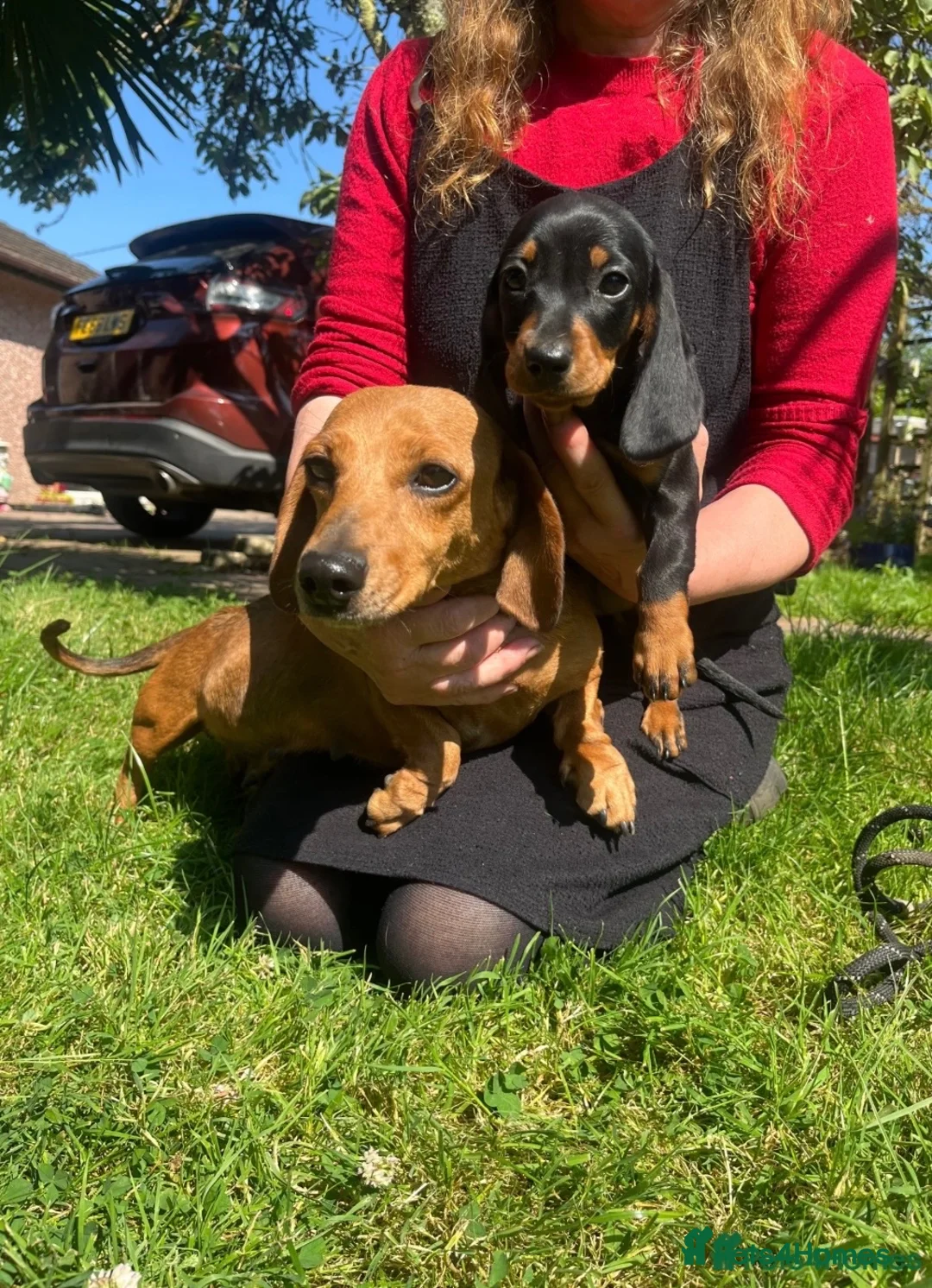 Miniature Dachshund dogs for sale: Female miniature dachshund  in Plymouth - Advert 1