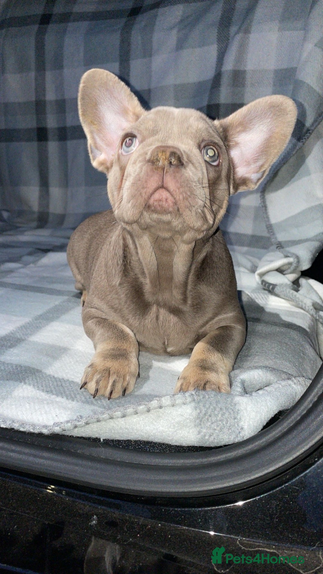 French Bulldog dogs for sale: French bulldogs  - Advert 4