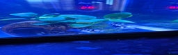 Cichlids fish for sale: Blue parrot fish - Advert 2
