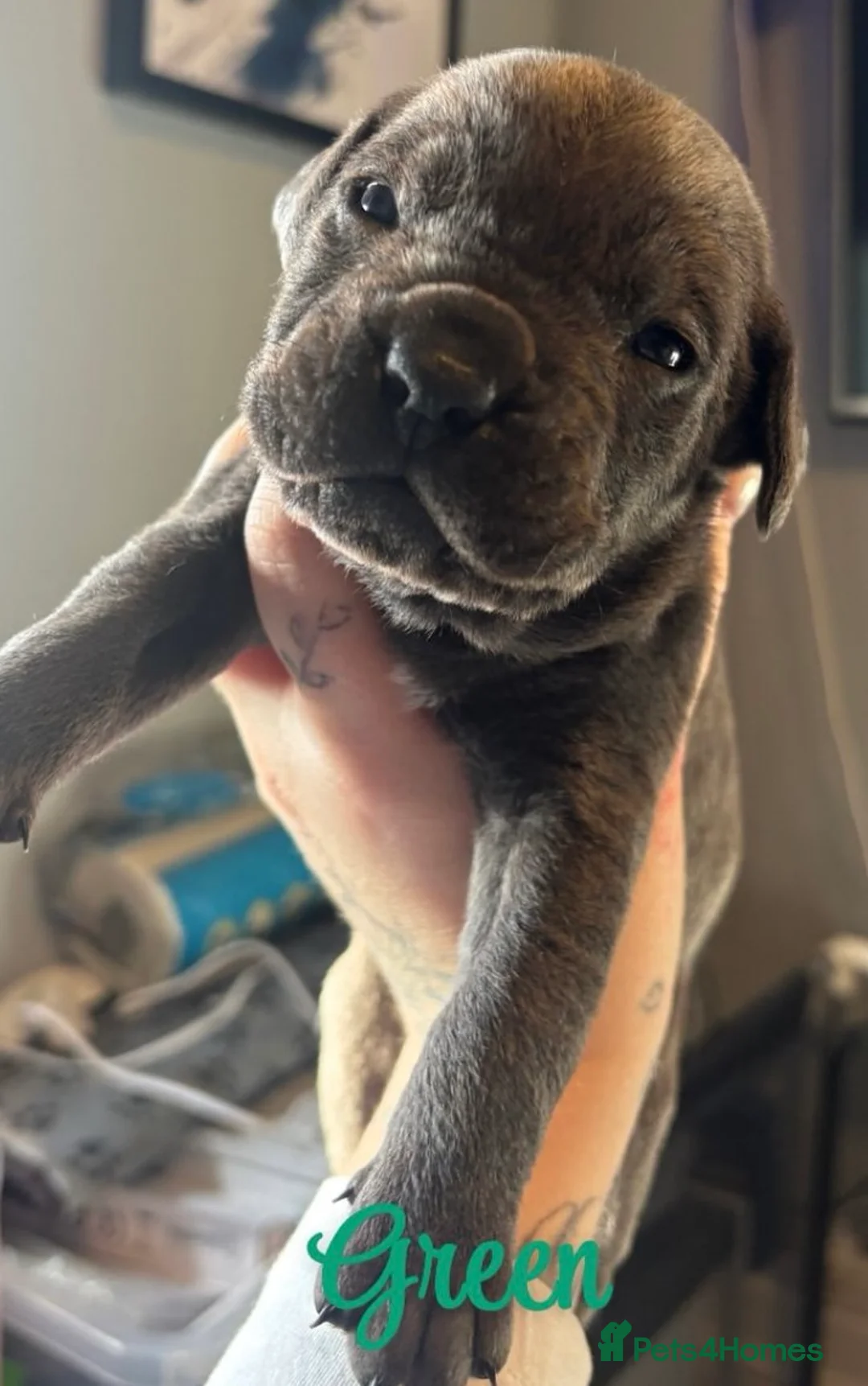 Cane Corso dogs for sale: Nearly ready * Beautiful chunky Cane Corso litter* - Advert 18