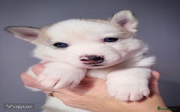 Siberian Husky dogs for sale: Best Quality Siberian Husky Puppies in Scotland - Image 4