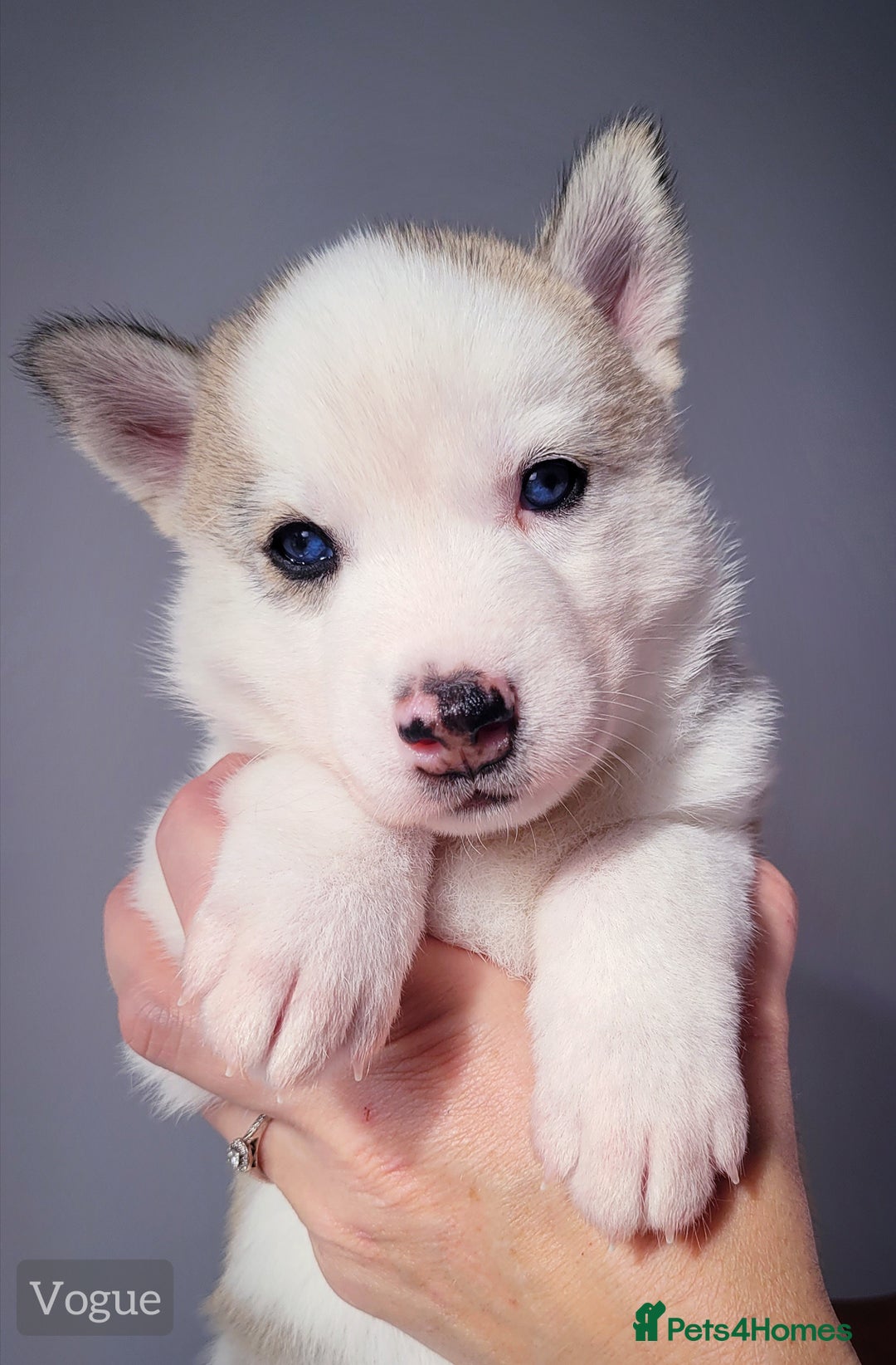 Siberian Husky dogs for sale: Best Quality Siberian Husky Puppies in Scotland - Image 4