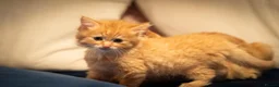 RagaMuffin cats for sale: Ragamuffin & Siamese tabby mixed - Advert 1