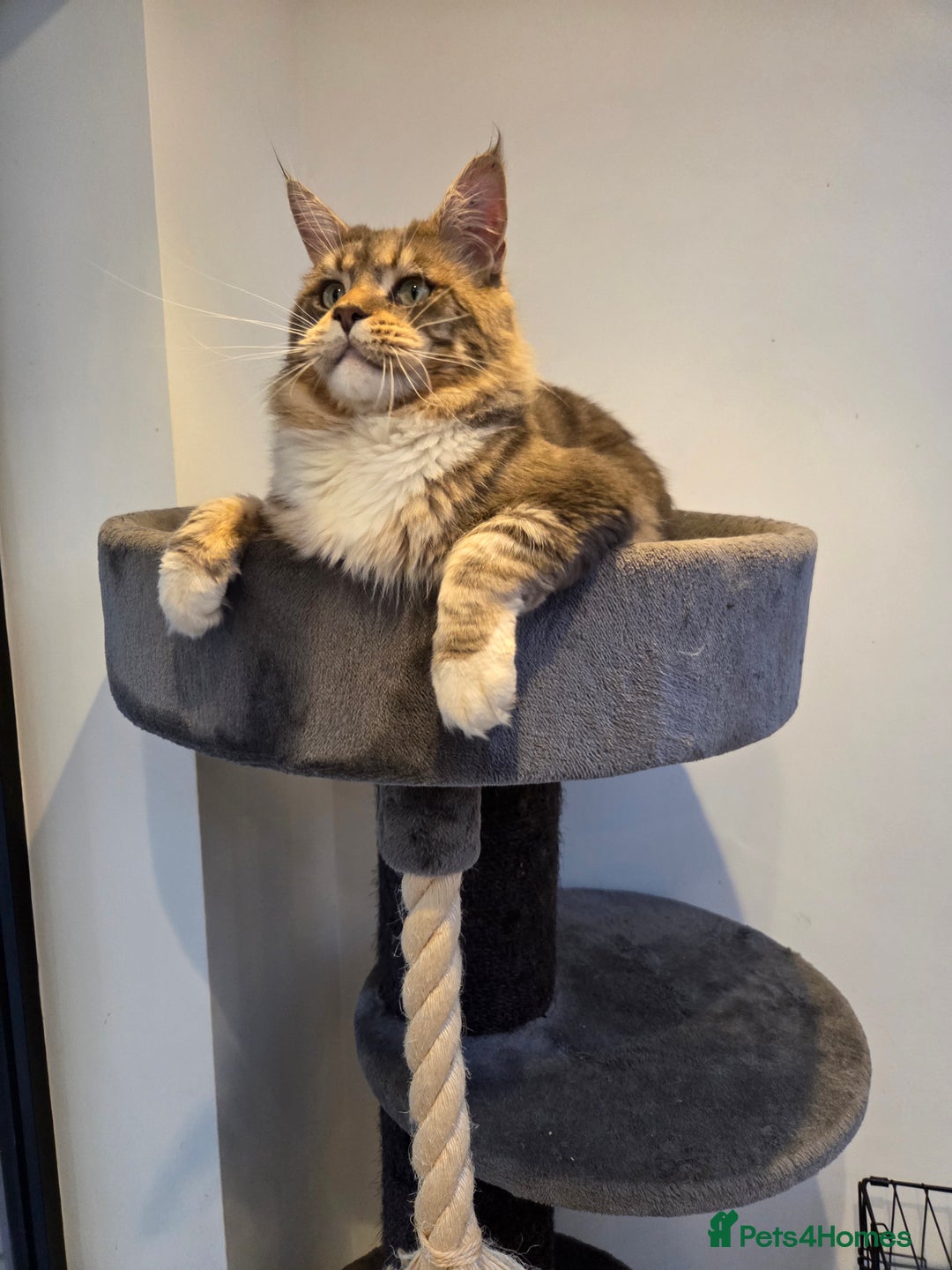 Maine Coon cats for sale: Stunning quality tica registered Mainecoon  - Image 32