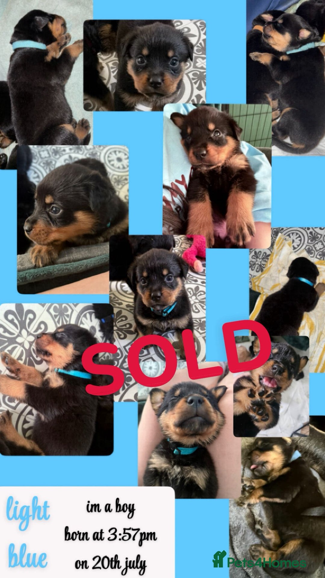 Rottweiler dogs for sale: Rottweiler Champion bloodline  - Image 20