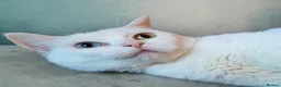 Munchkin cats for sale: Exceptional Quality & Extremely Rare Minuets - Advert 7