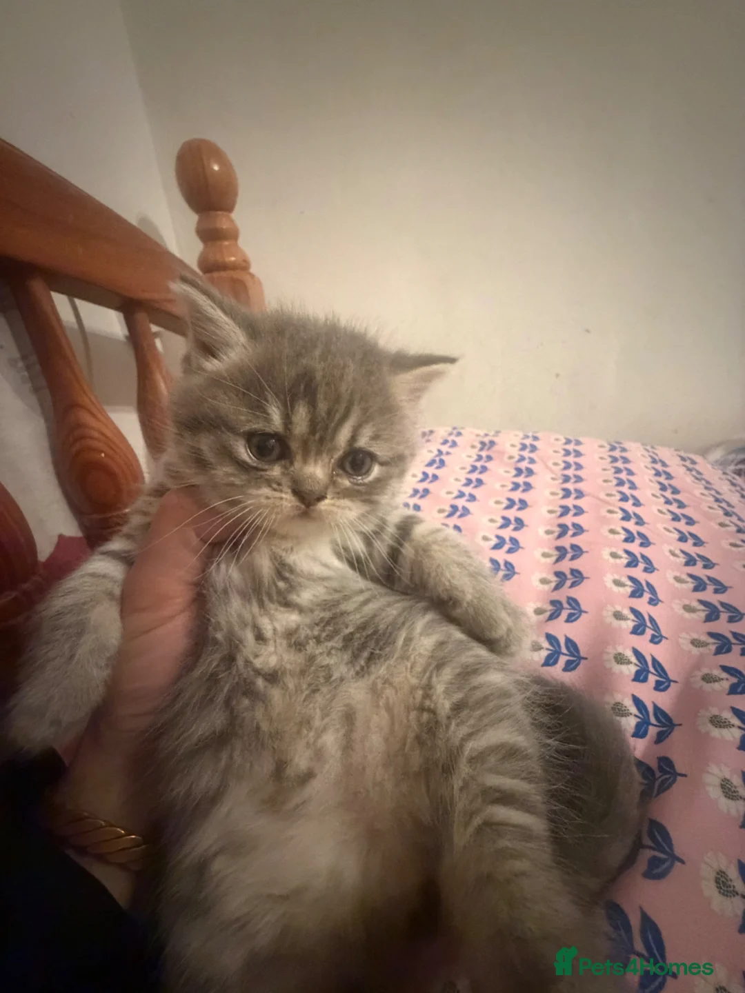 Mixed Breed cats for sale: Persian with fold British  - Advert 1