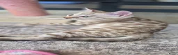Bengal cats for sale: Last kitten left!! Seal Silver Mink Bengal Kitten - Advert 15