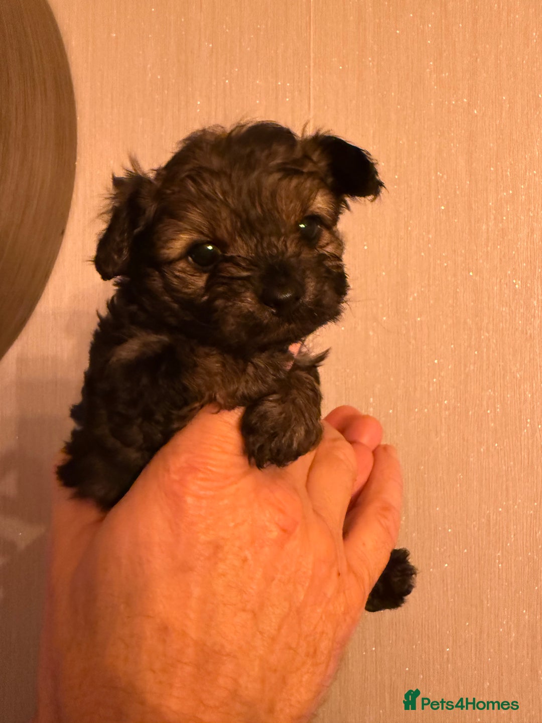 Yorkiepoo dogs for sale: Yorkipoos READY  **  EVE - Advert 15