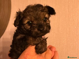 Yorkiepoo dogs Yorkipoos READY in 3 weeks - Advert 13