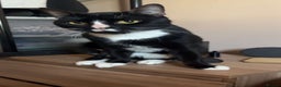 Mixed Breed cats for sale: tux cat - Advert 4
