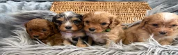 Cavapoo dogs for sale: EXCEPTIONAL EXTENSIVELY HEALTH TESTED BABIES - Advert 7