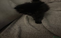 Mixed Breed cats for sale: Gorgeous male fluffs  - Image 5