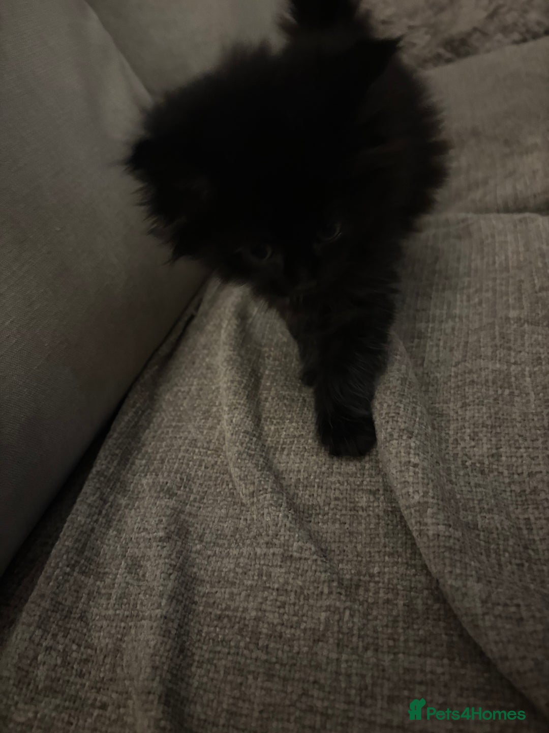 Mixed Breed cats for sale: Gorgeous male fluffs  - Image 5