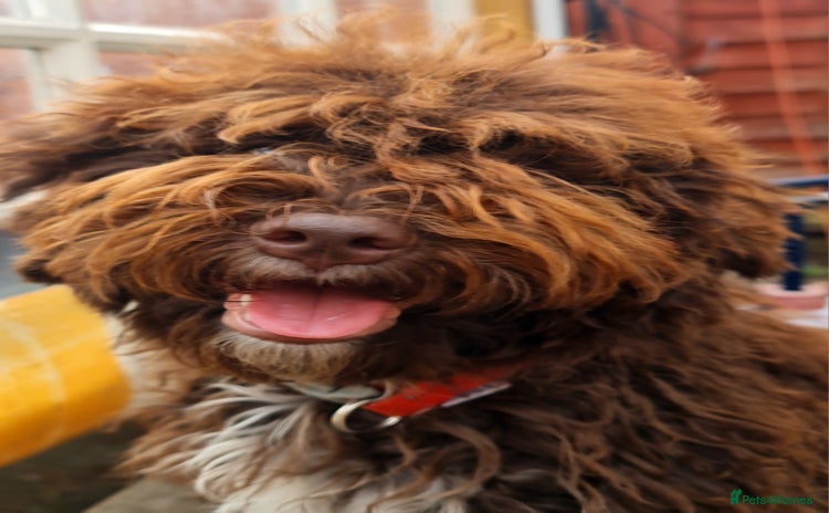 Lagotto Romagnolo dogs in London - Advert 1