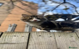 British Longhair cats for sale: Outdoor cat - Image 5