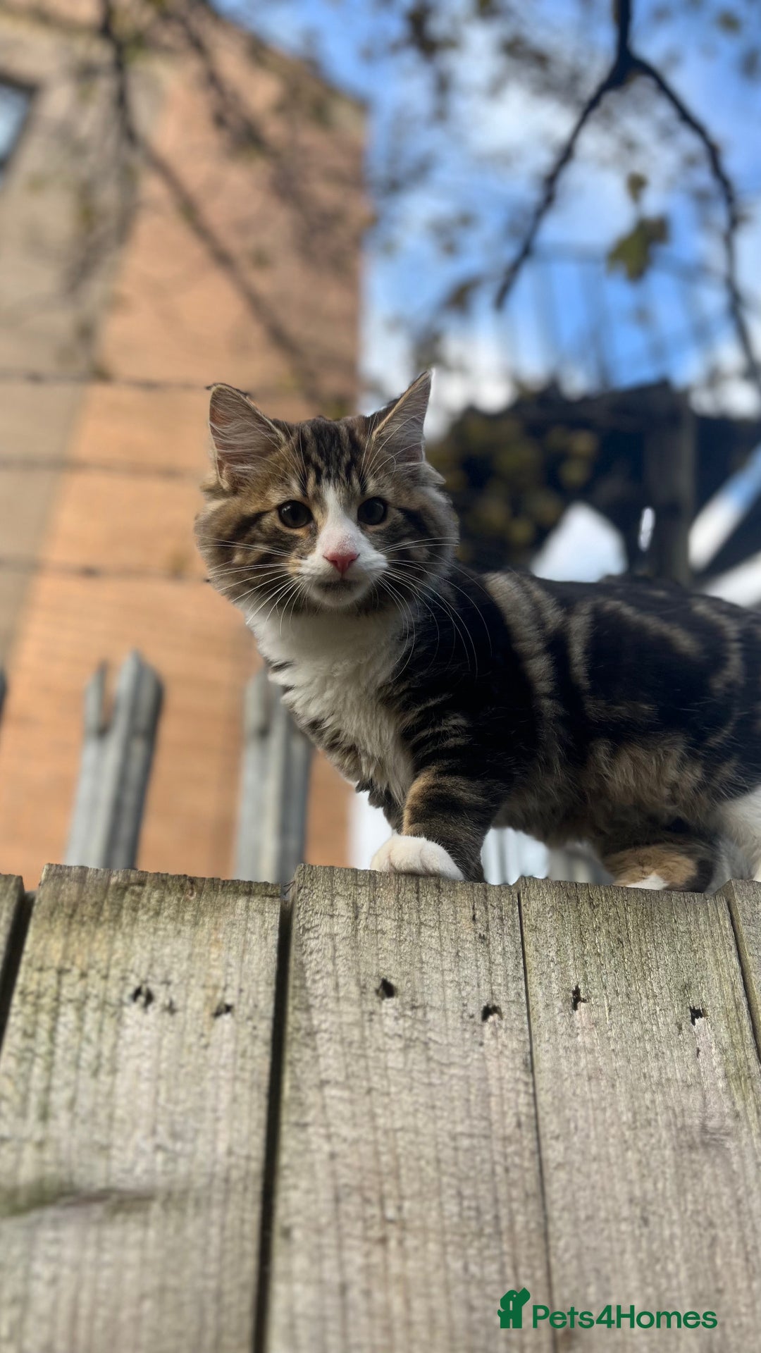 British Longhair cats for sale: Outdoor cat - Image 5