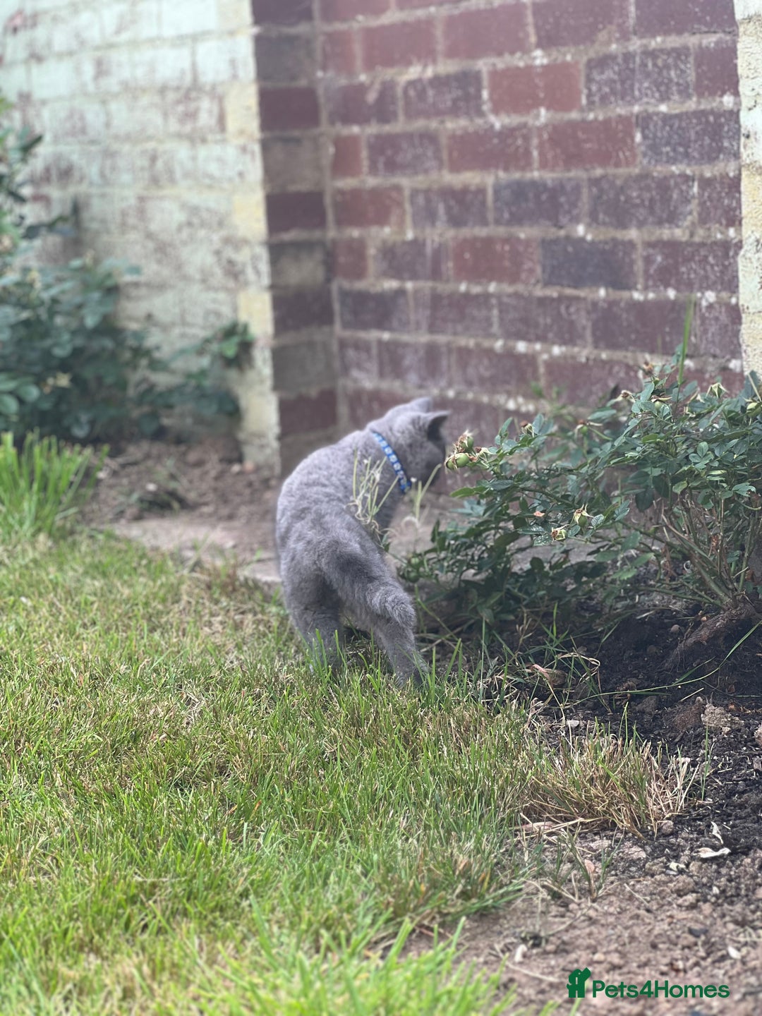 British Shorthair cats for sale: British shorthair  - Image 4