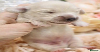 Miniature Dachshund dogs - Advert 9