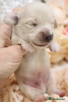 Miniature Dachshund dogs - Advert 9