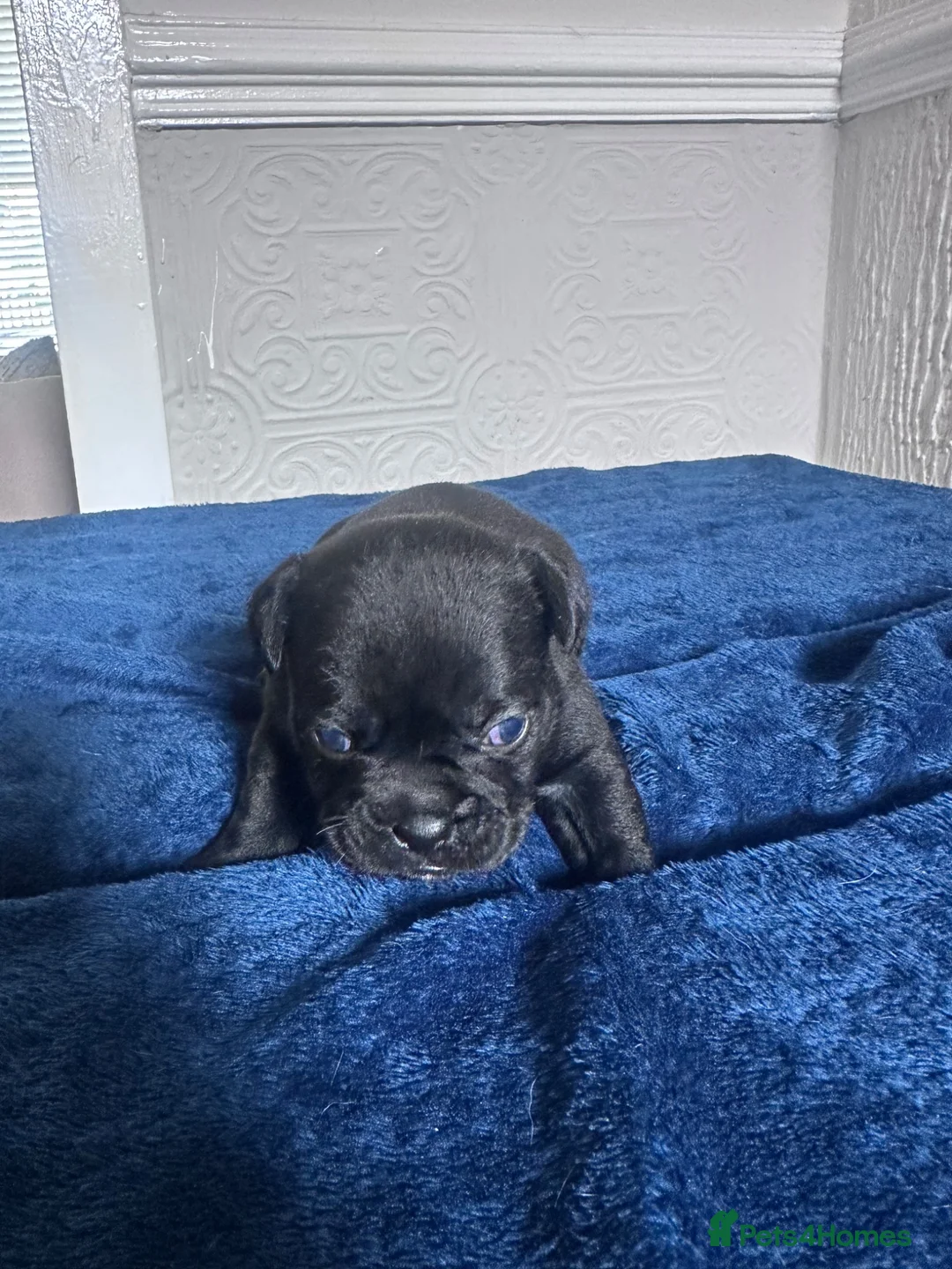 Frug dogs for sale: Frugs for sale  - Advert 2