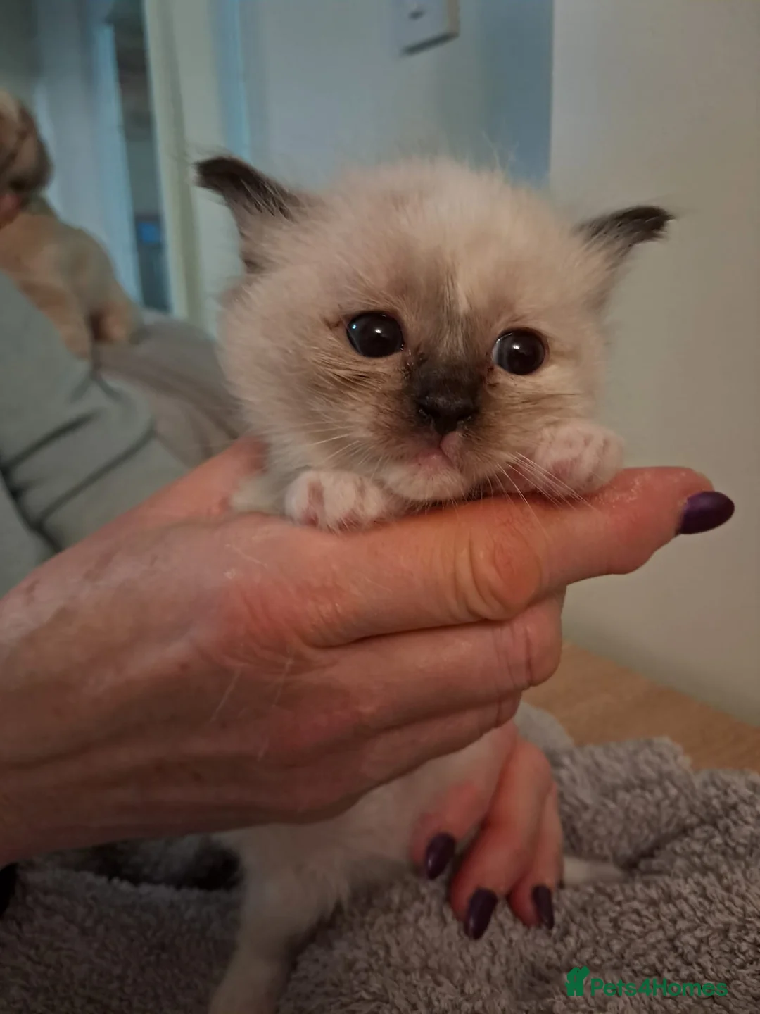 Ragdoll cats for sale: Adorable GCCF Ragdoll kittens - Advert 8