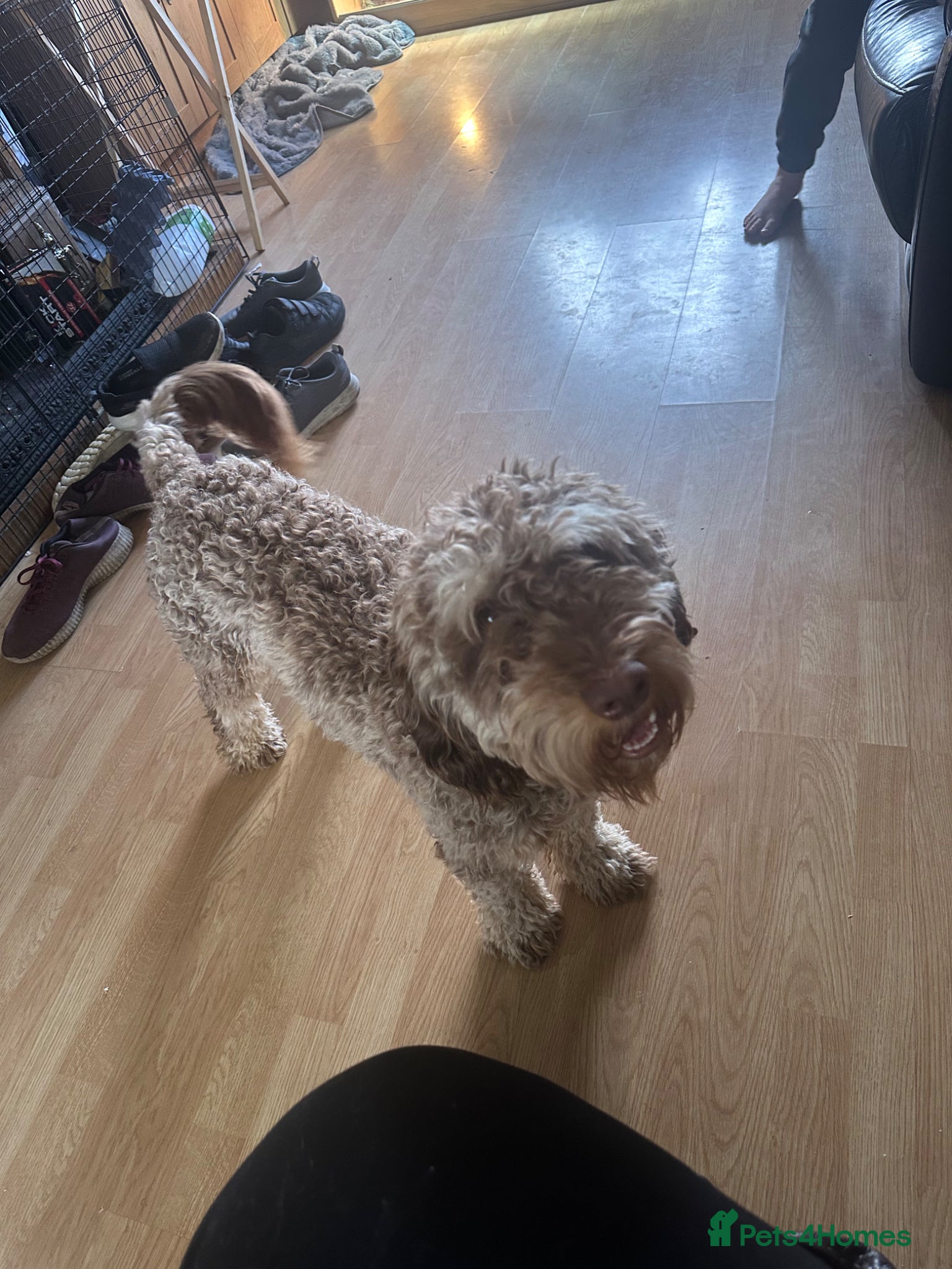 Cockapoo dogs Male cockerpoo - Advert 1