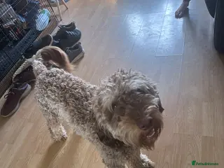 Cockapoo dogs Male cockerpoo - Advert 9