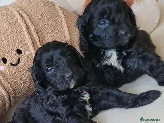 Cavapoo dogs Toy F1 Cavapoo puppies 3 boys available - Advert 17