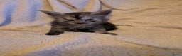 Maine Coon cats for sale: 6 Beautiful main coon kittens - Advert 23
