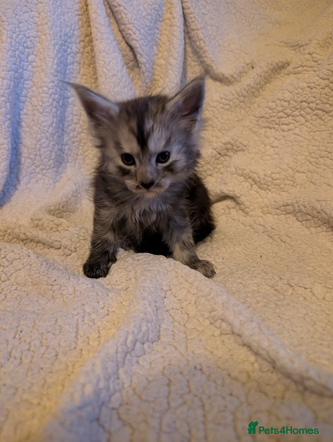 Maine Coon cats for sale: 6 Beautiful main coon kittens - Advert 23