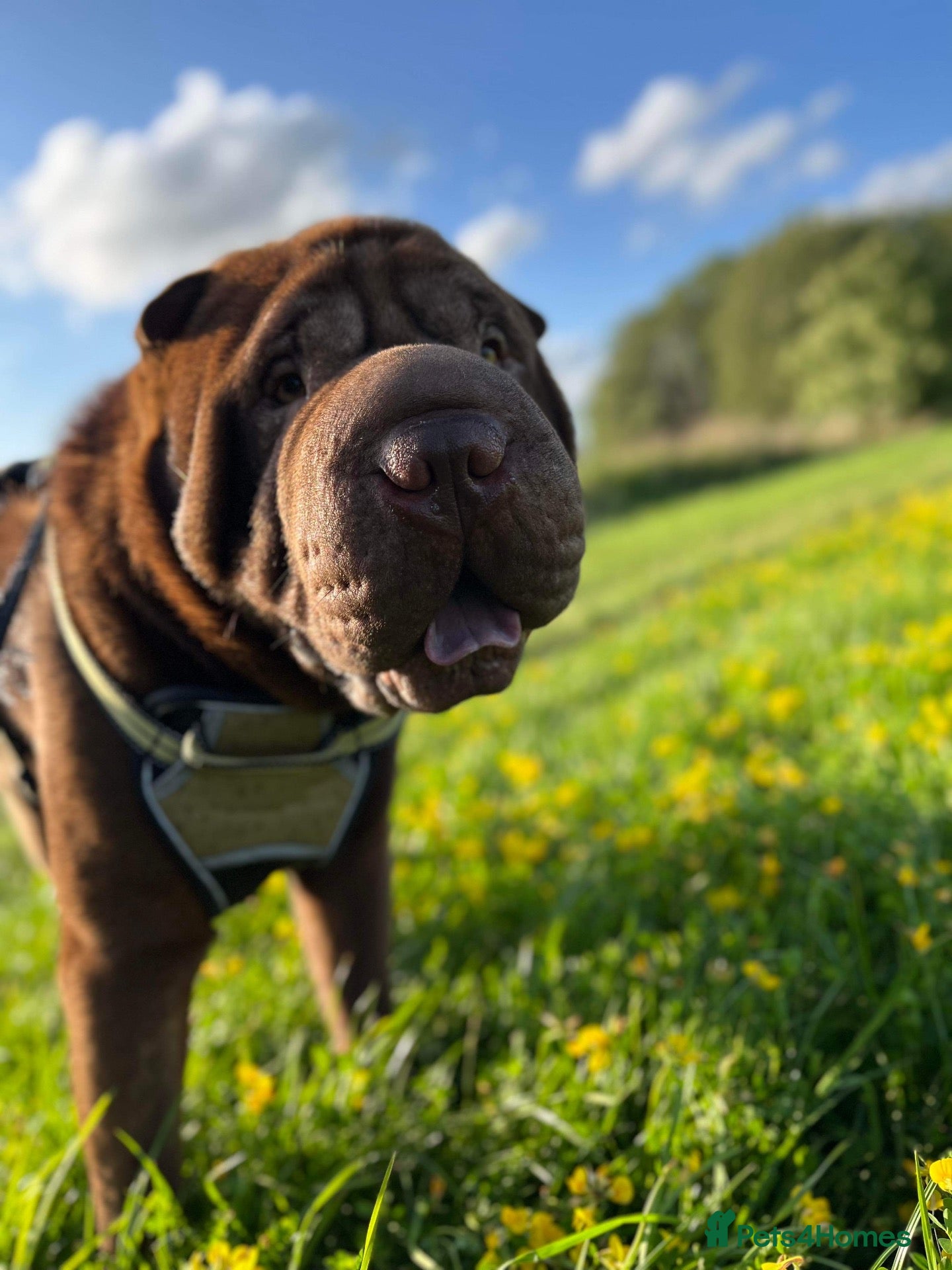 Shar Pei dogs Dog for stud - Advert 3