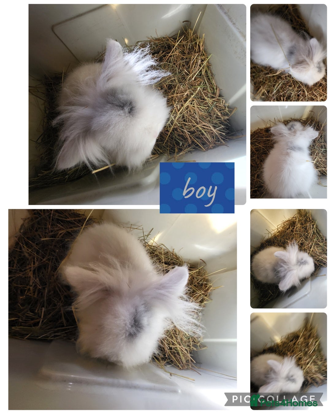 Mini Lion Lop rabbits for sale: 2 beautiful male mini lion lop ready to go  - Advert 1