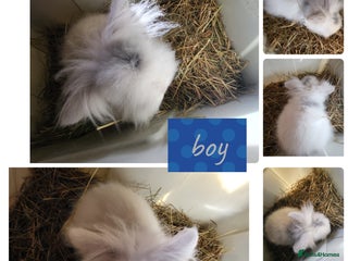 Mini Lion Lop rabbits 2 beautiful male mini lion lop ready to go - Advert 1
