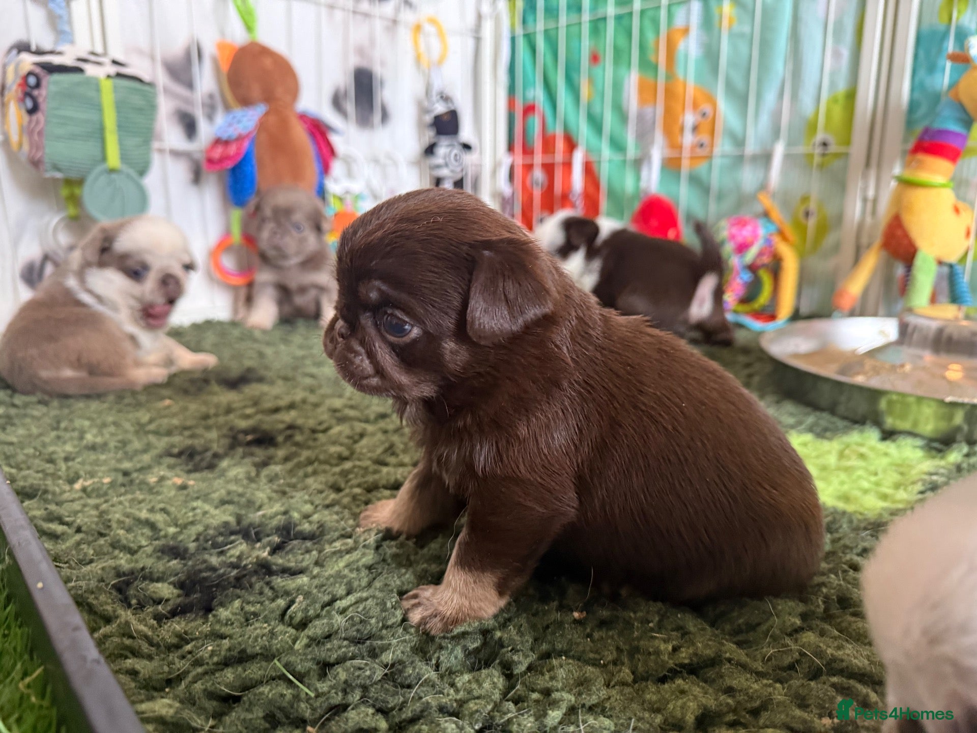 Pug dogs Kc lilac and chocolate pugs 5 star licensed  - Advert 2