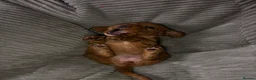 Cocker Spaniel dogs for sale: top class red cockers ready to leave now  - Advert 23