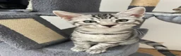 Bengal cats for sale: Bengal X Ready NOW - Advert 11