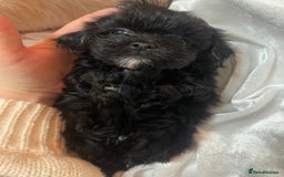 Shih Tzu dogs for sale: TINY Asian ** toy Shipoo’s ADORABLE  - Image 10