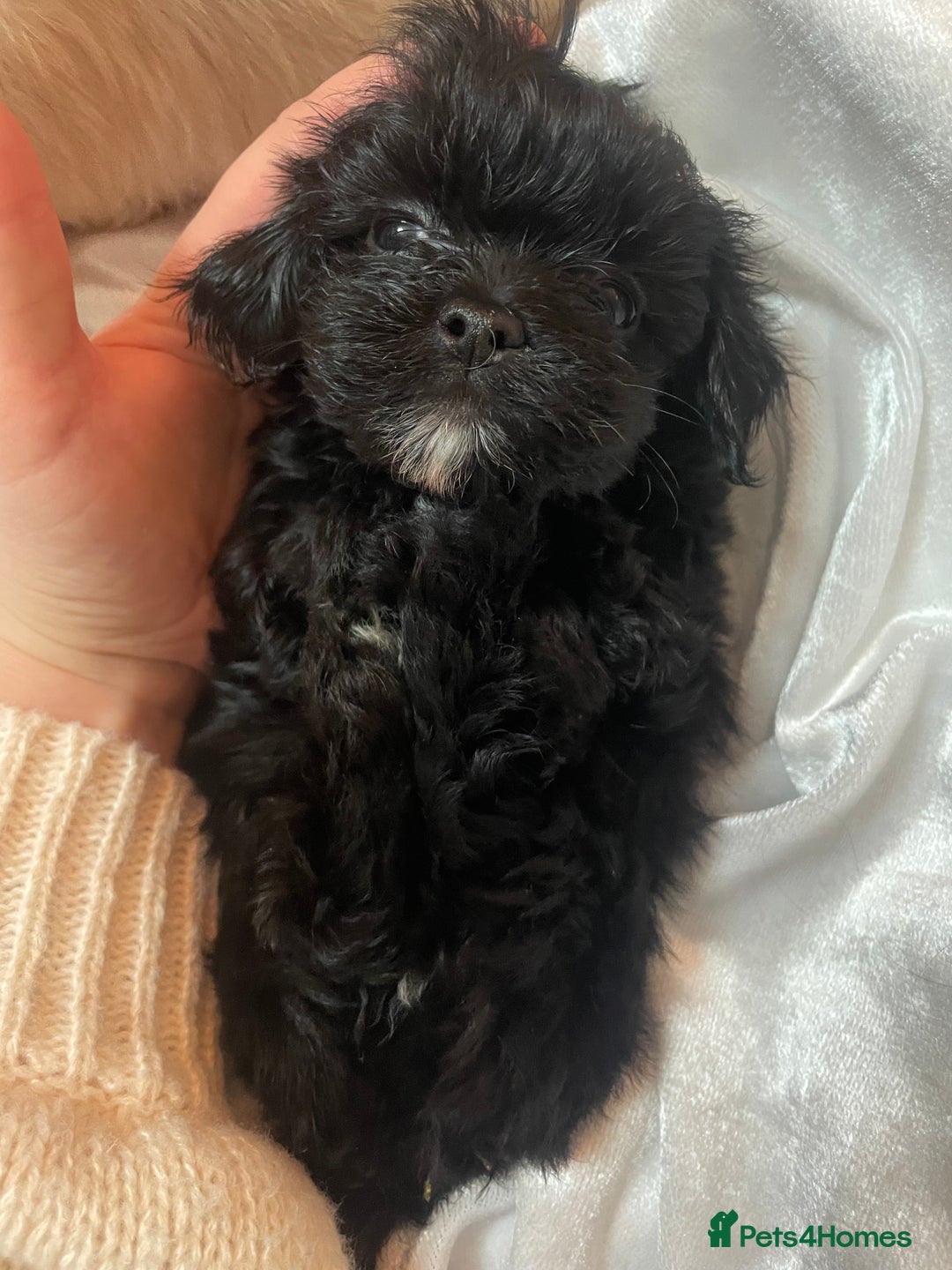 Shih Tzu dogs for sale: TINY Asian ** toy Shipoo’s ADORABLE  - Image 10