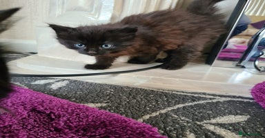 Mixed Breed cats - Advert 5