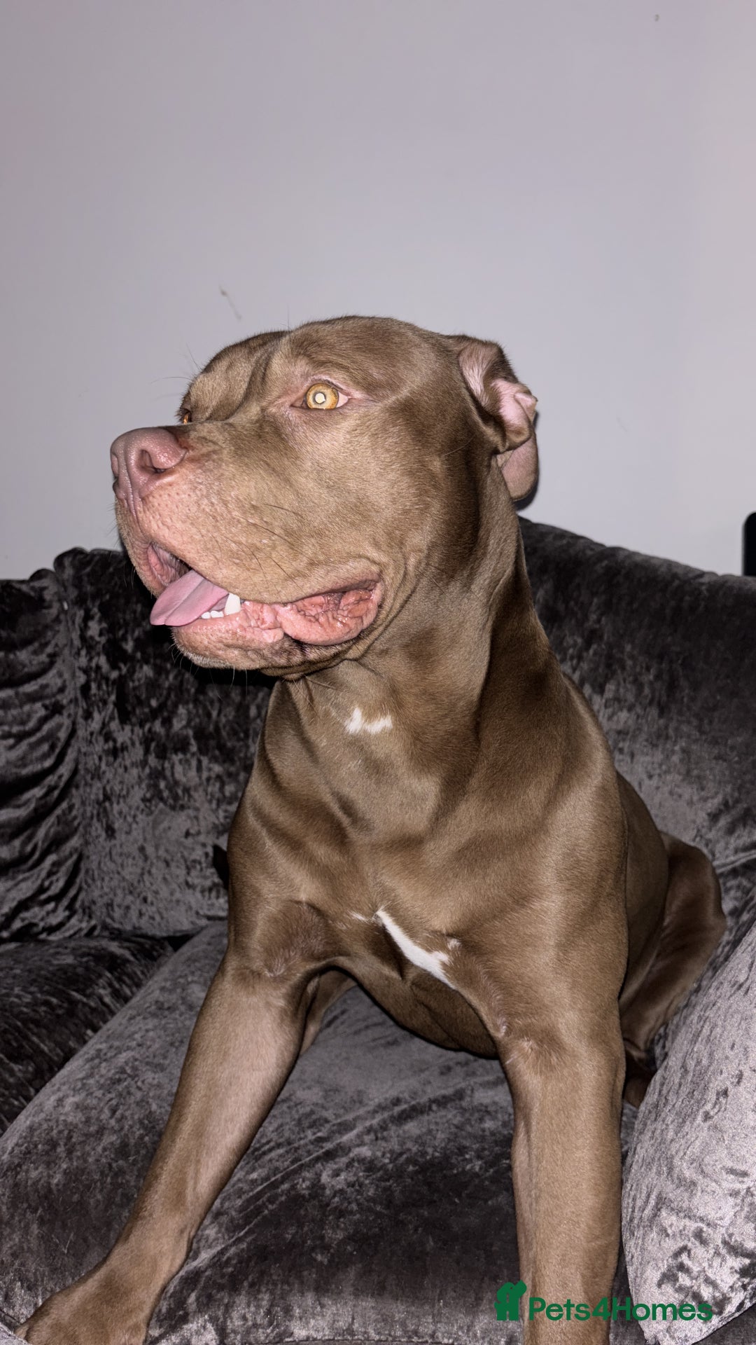 American Bully dogs for sale: Standard bully  - Advert 2