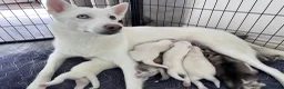 Utonagan dogs for sale: Malamute/Siberian Husky puppies in Swindon - Advert 28