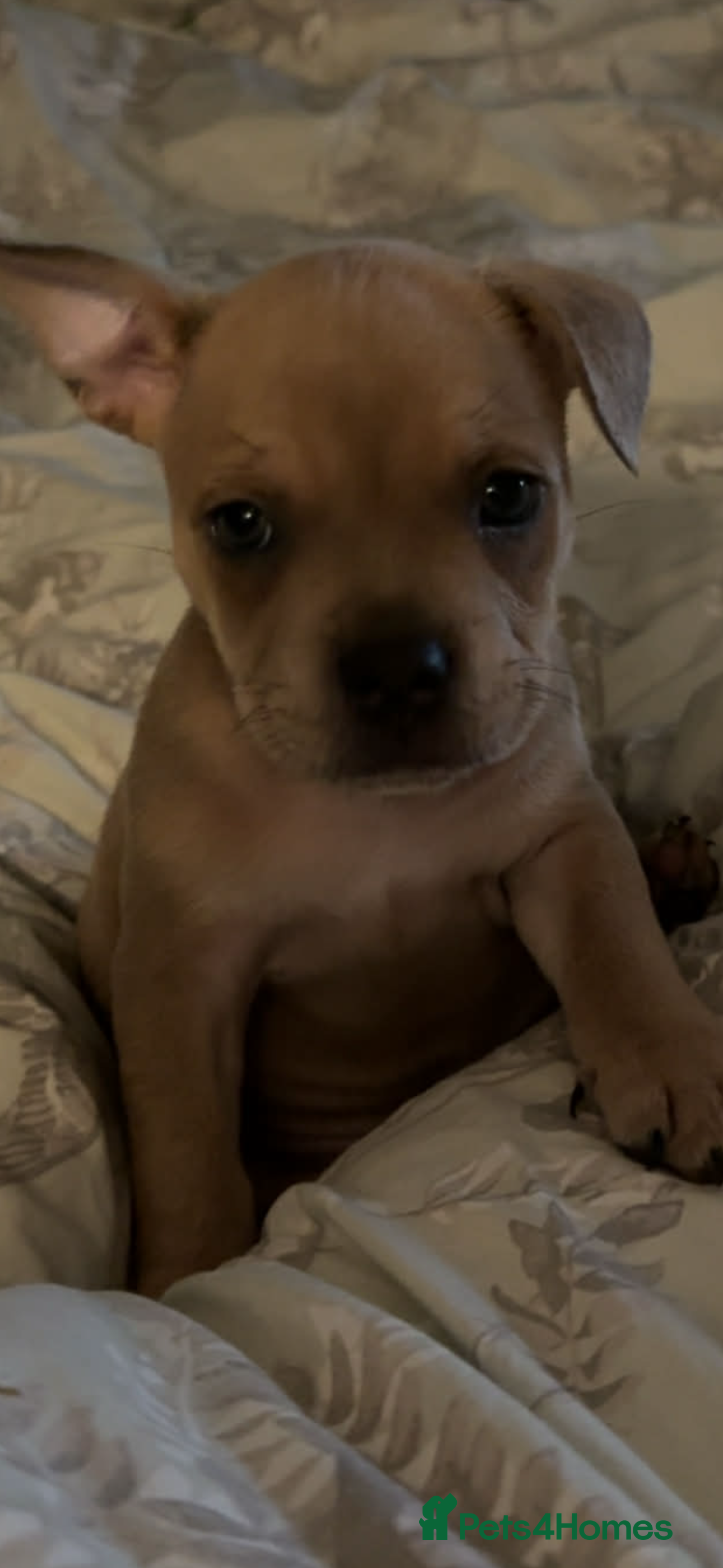 Mixed Breed dogs French staff (fraffy) - Advert 18