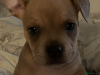 Mixed Breed dogs French staff (fraffy) - Advert 2