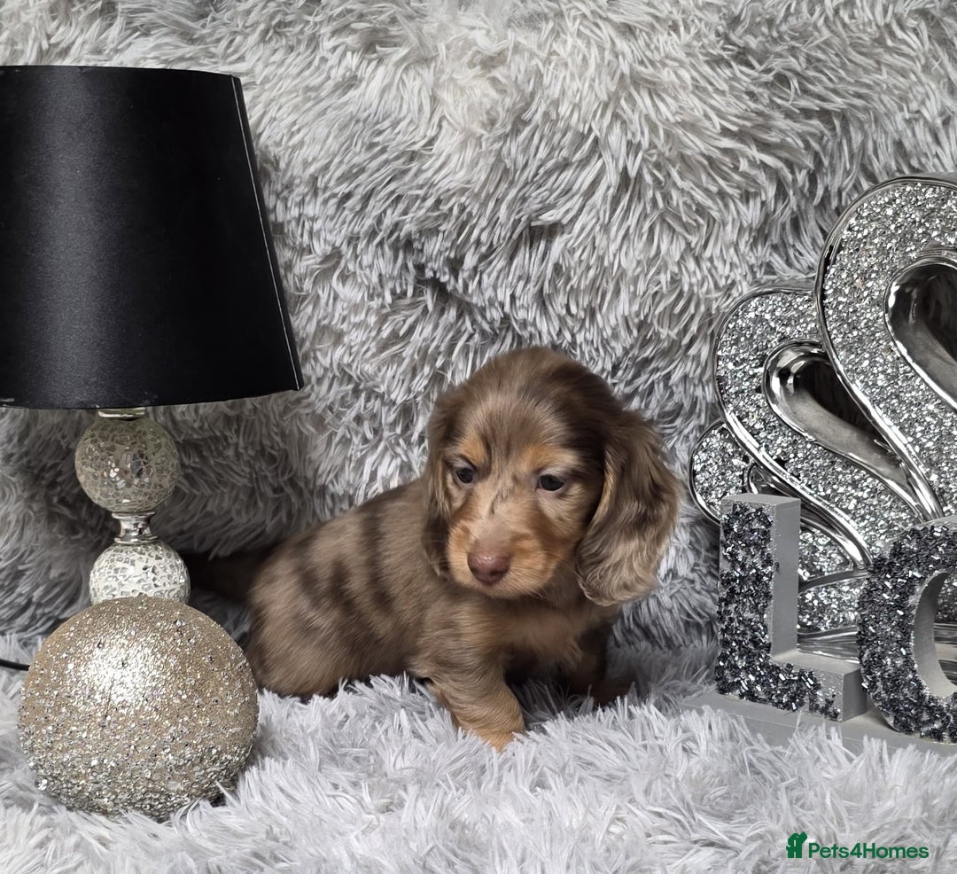 Miniature Dachshund dogs for sale: Adorable KC long coat boys available  - Advert 19